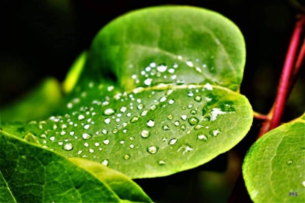 Tecidos ecológicos para fabricação de peças de vestuário.